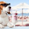 The cute hound drinks a cocktail in  bar on a beach