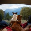 SimpaticheZampette-cani-vacanza-campeggio